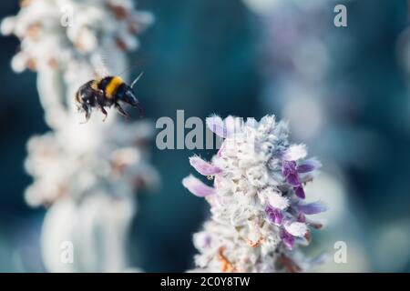 Plan macro sur flying bumblebee la collecte du pollen d'une fleur avec copyspace Banque D'Images