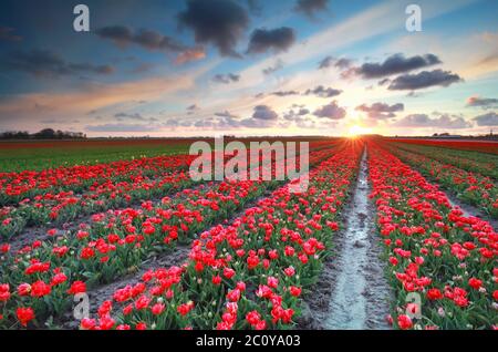 coucher de soleil sur le champ de tulipes rouges au printemps Banque D'Images