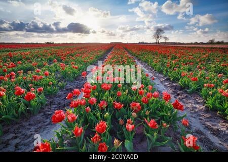 soleil sur le champ de tulipes rouges Banque D'Images