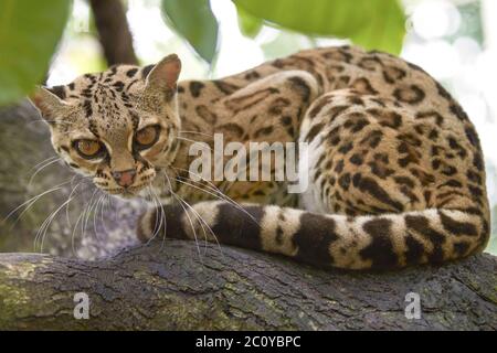 Margay beau chat assis sur la branche dans la forêt tropicale Banque D'Images