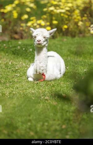 Bébé lama allongé sur l'herbe après avoir allaiter Banque D'Images