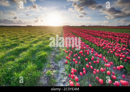 soleil sur le champ de tulipe rouge et le pâturage Banque D'Images