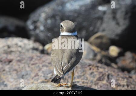 Gravelot adultes d'oiseaux d'eau Banque D'Images