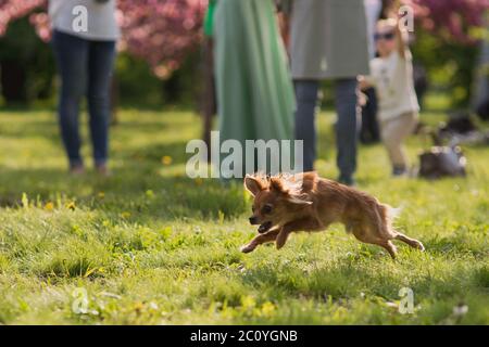 Hairy chihuahua chien sautant dans l'herbe magnifique champs en face des jambes Banque D'Images