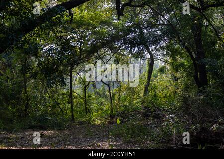 Verdure du jardin botanique indien Acharya Jagadish Chandra Bose de Shibpur, Howrah près de Kolkata. Banque D'Images