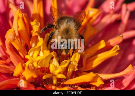 Abeille sur la fleur orange rouge pollen collecte Banque D'Images