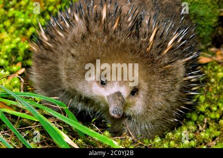 L'Echidna à bec court est endémique à l'Australie. Banque D'Images