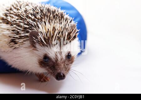 Photo d'un joli hérisson sur un sac à bandoulière bleu Banque D'Images