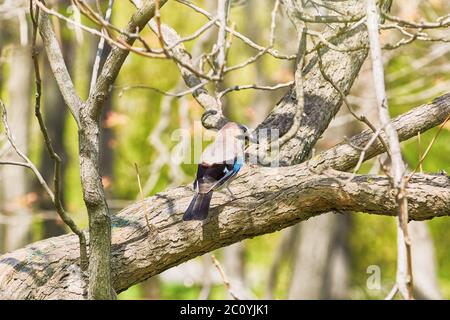 Eurasian Jay sur l'arbre Banque D'Images