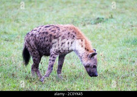 Une hyène marche dans la savane à la recherche de nourriture Banque D'Images