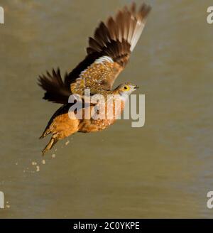 grouse dans le kalahari, kgalagadi Banque D'Images