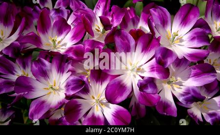 Fond violet tulipes.prise de vue macro. Banque D'Images