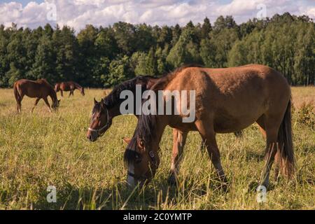 Groupe de chevaux châtaignier dans un enclos. Banque D'Images