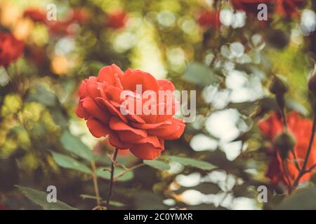 Les fleurs de rose rouge poussent dans le jardin. Vue latérale, gros plan. Journée d'été ensoleillée avec bokeh ensoleillé Banque D'Images