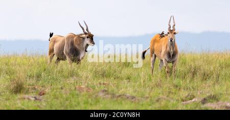 Un antilope d'Elend dans la savane kenyane entre les différentes plantes Banque D'Images