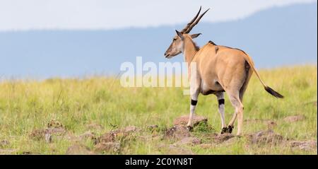 Un antilope d'Elend dans la savane kenyane entre les différentes plantes Banque D'Images