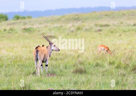 Un antilope d'Elend dans la savane kenyane entre les différentes plantes Banque D'Images