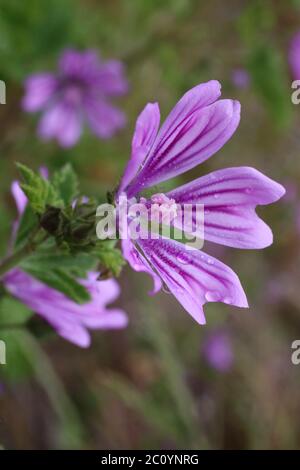 Malva sylvestris, Mallow commun. Plante sauvage au printemps. Banque D'Images