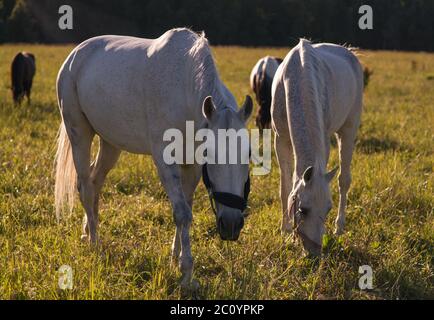 Groupe de châtaigniers et de chevaux blancs paissent dans un enclos. Banque D'Images