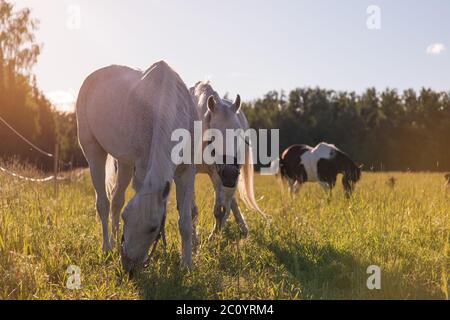 Couple de chevaux blancs paissent dans un enclos. Banque D'Images