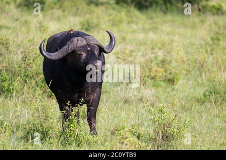 Certains grands buffles sont debout dans l'herbe et paissent dans la savane du Kenya Banque D'Images
