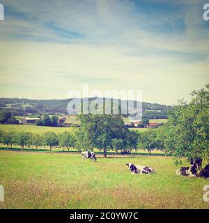 Vaches Banque D'Images