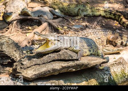 Crocodiles au Safari World Zoo de Bangkok en été Banque D'Images