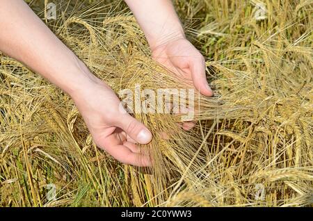 Oreilles de seigle dans les mains de l'homme#39;s. Banque D'Images