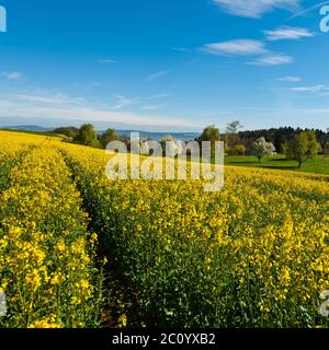 Prairies en pente Banque D'Images