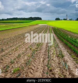 Plantation de choux Banque D'Images