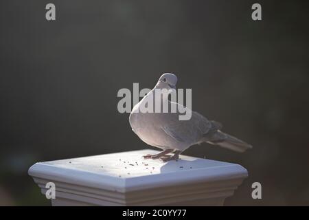 Pigeon doré eurasien (Streptopelia decaocto) mangeant des graines d'oiseau sur une colonne Banque D'Images