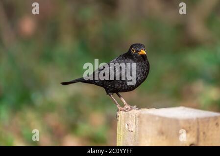 Magnifique Blackbird dans un environnement naturel Banque D'Images