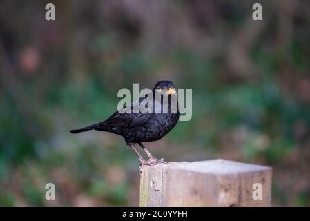 Magnifique Blackbird dans un environnement naturel Banque D'Images