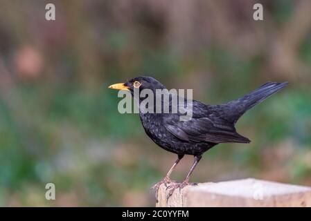 Magnifique Blackbird dans un environnement naturel Banque D'Images