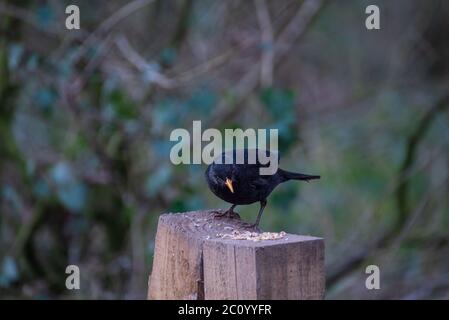 Magnifique Blackbird dans un environnement naturel Banque D'Images