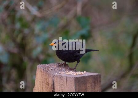 Magnifique Blackbird dans un environnement naturel Banque D'Images