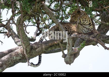 Un léopard se trouve sur les branches d'un arbre Banque D'Images