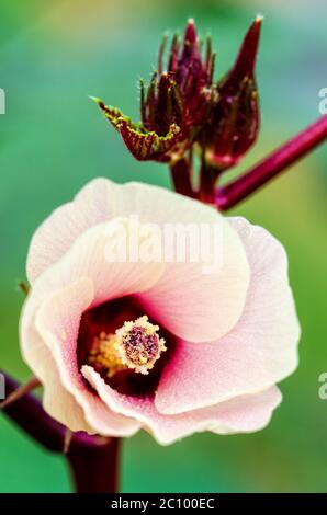 La Jamaïque oseille ou fleur Hibiscus sabdariffa Banque D'Images