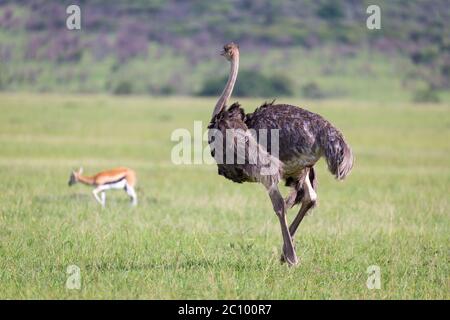 Les oiseaux d'Ostrich paissent sur la prairie dans la campagne du Kenya Banque D'Images