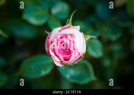 Rose Pierre de Ronsard, rose française dans la vallée de la Loire Banque D'Images