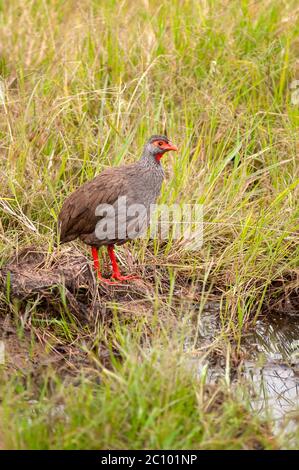 La poulape à col rouge, Pternistis afer leucopaeus, dans la réserve nationale de Masai Mara. Kenya. Afrique. Banque D'Images