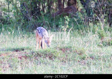 Un petit jackal se tient entre les lames de l'herbe Banque D'Images