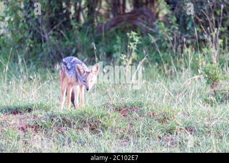 Un petit jackal se tient entre les lames de l'herbe Banque D'Images