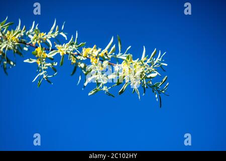 Le blooming de Hippophae est le genre de buckthorns de mer dans la forêt sauvage Banque D'Images