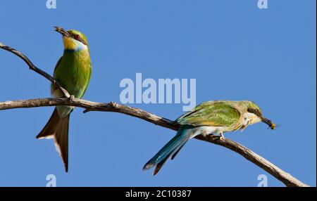 Bee eater avec prise Banque D'Images