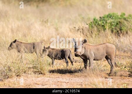 Le warthog se trouve au milieu de l'herbe au Kenya Banque D'Images