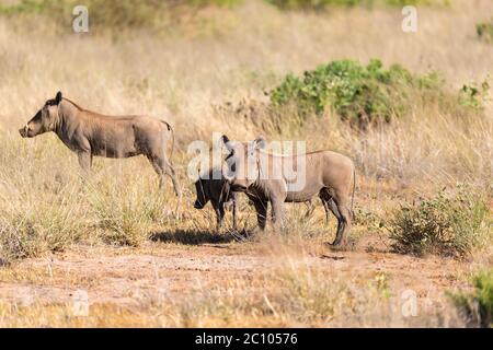 Le warthog se trouve au milieu de l'herbe au Kenya Banque D'Images