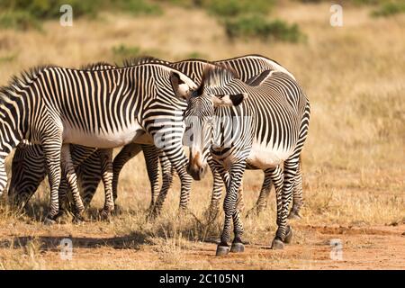 Un grand troupeau de zèbres qui broutage dans la savane du Kenya Banque D'Images