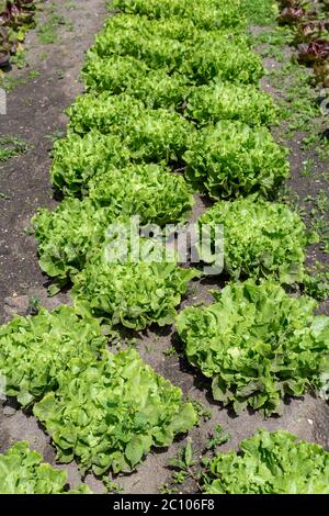 Jardin potager avec des rangées de laitue fraîche d'endive prête pour la récolte Banque D'Images