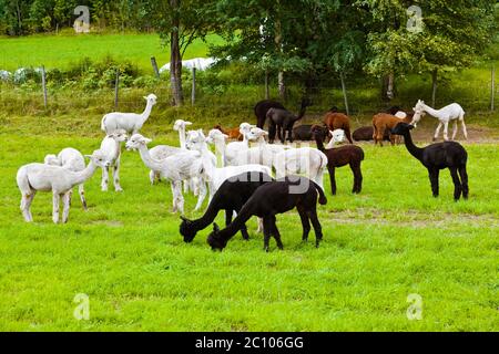 Les lamas sur exploitation agricole en Norvège Banque D'Images